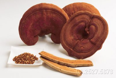 Một số quan điểm sai lầm về nấm linh chi